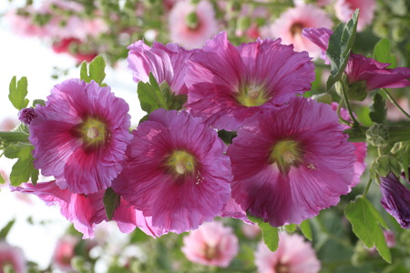 Close-up of blossoming Bristly Hollyhock.の写真素材