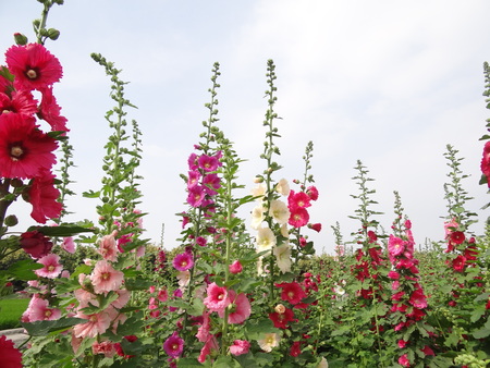 Close-up of blossoming Bristly Hollyhock.の写真素材