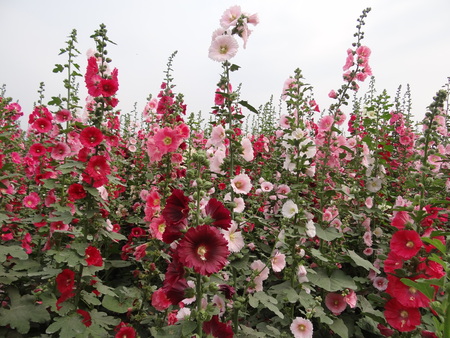 Close-up of blossoming Bristly Hollyhock.の写真素材