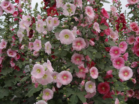 Close-up of blossoming Bristly Hollyhock.の写真素材