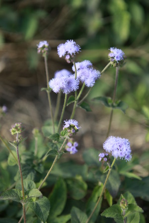Bluemink Ageratum Hustonianum flower in garden There are many common name of this kind of flower such as flossflower, bluemink, blueweed, pussy foot, Mexican paintbrushの写真素材
