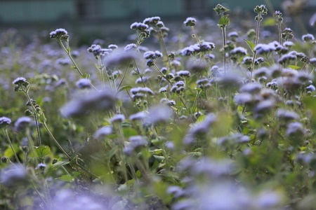 Bluemink Ageratum Hustonianum flower in garden There are many common name of this kind of flower...