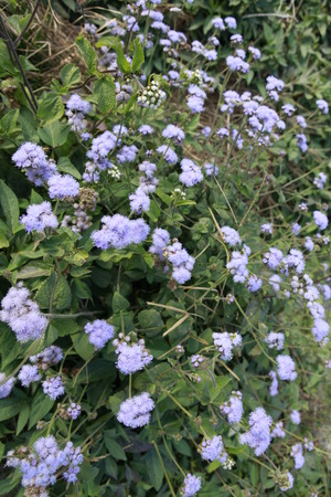 Bluemink Ageratum Hustonianum flower in garden There are many common name of this kind of flower...