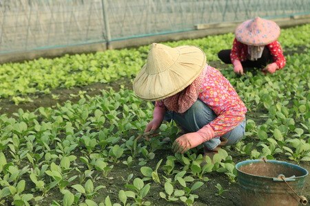 Farmer on the vegetable Farm (field)の写真素材