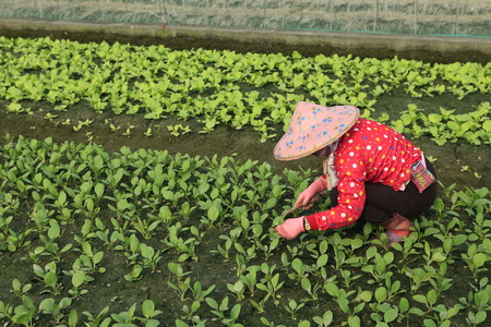 Farmer on the vegetable Farm (field)の写真素材