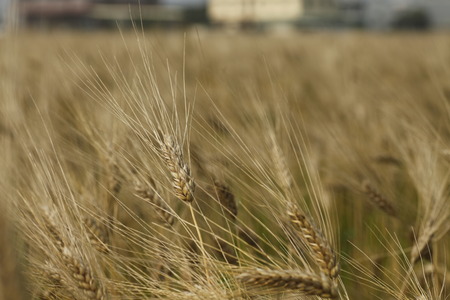 Gold wheat field