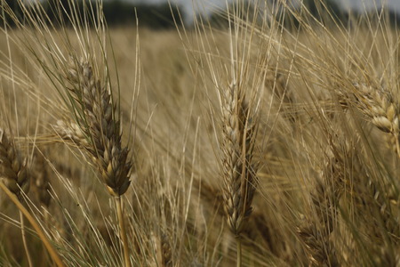 Gold wheat fieldの写真素材
