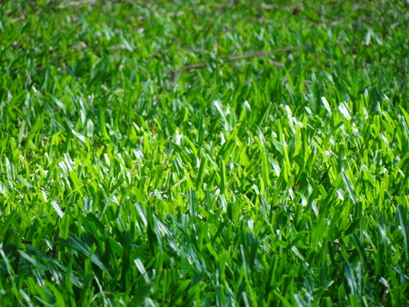 Tropical Carpetgrass Patch of grassの写真素材