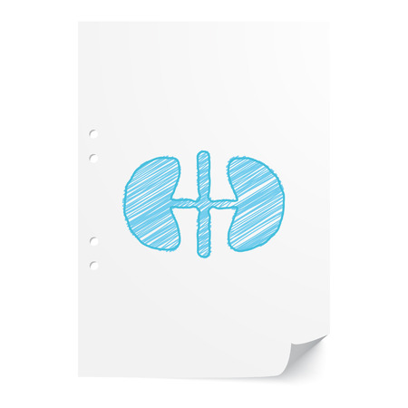 Blue handdrawn Kidneys illustration on white paper sheet with copy spaceのイラスト素材