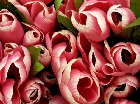 Pink tulipsの写真素材