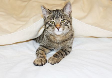 Cat under blanket has had enoughの写真素材