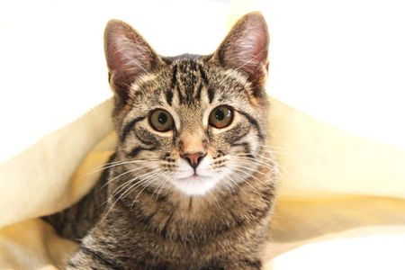 Curious cat perks up from under a blanketの写真素材