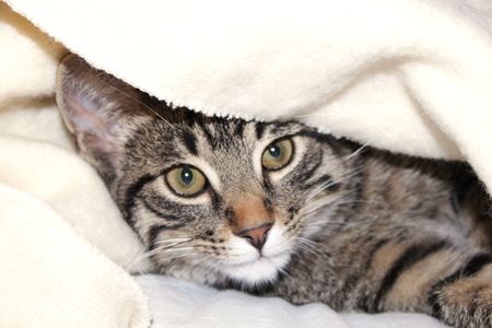 Gray cat looks from under a white blanketの写真素材