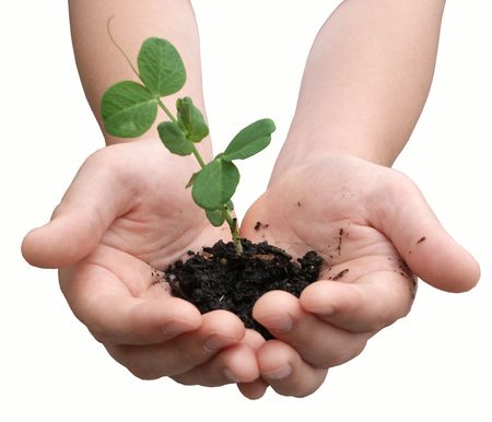 Child's hands holding a small pea plantの写真素材