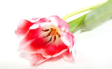 Single pink tulip isolated on whiteの写真素材
