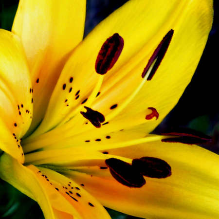 lillyの写真素材