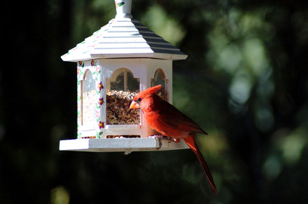 Cardinalの写真素材