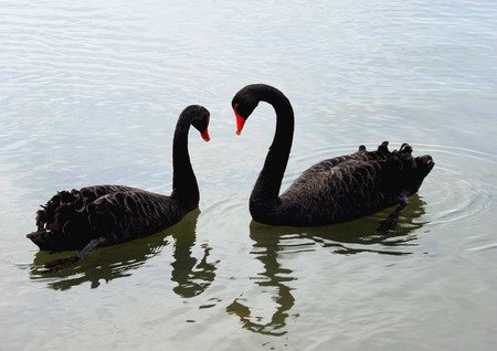 BLACK SWANSの写真素材