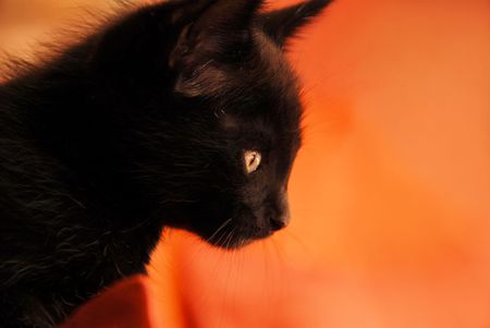 BLACK KITTENの写真素材