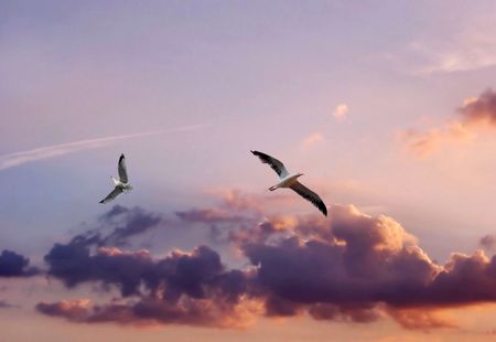 birds in the skyの写真素材