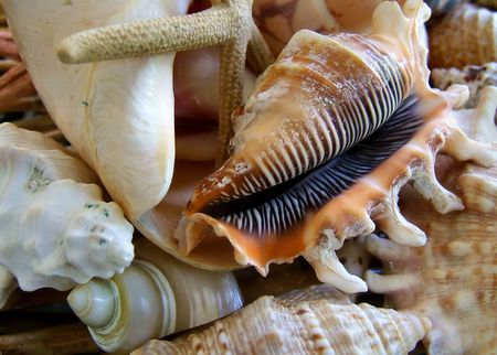 shells