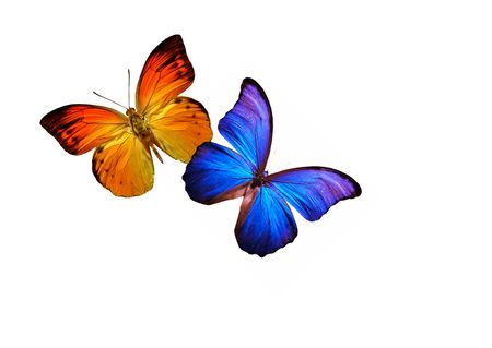 BUTTERFLIESの写真素材