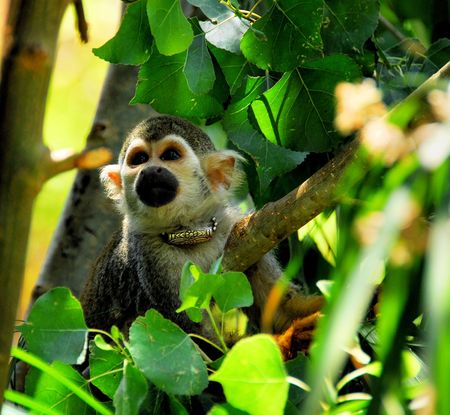 MONKEY IN A TREE