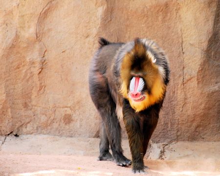 Mandrill Baboon