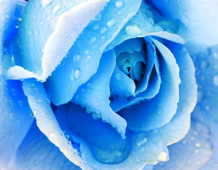 BLUE ROSEの写真素材