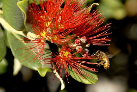 Red Flower and beeの写真素材