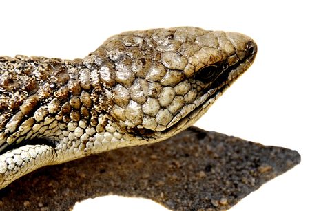 lizard Over whiteの写真素材