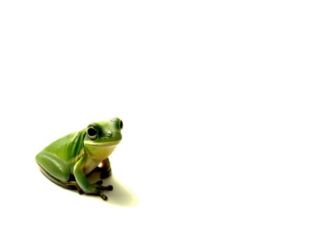 Green Frog Isolatedの写真素材