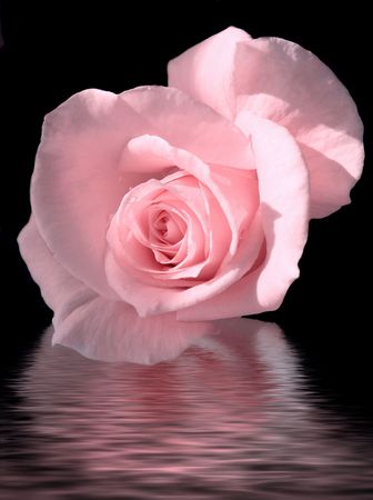 Pink Roseの写真素材