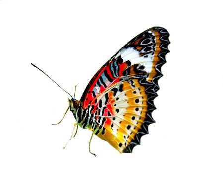 Butterfly Isolated,