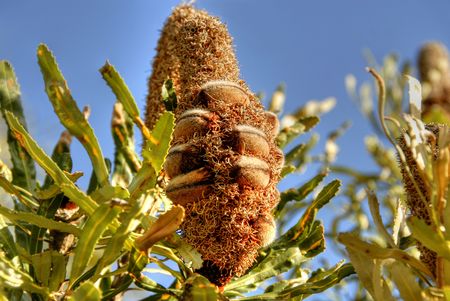 Banksia seed podの写真素材
