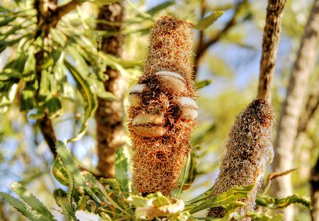 Banksia seed podの写真素材