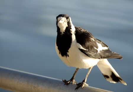 Magpie Larkの写真素材