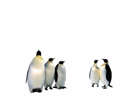 Penguinsの写真素材