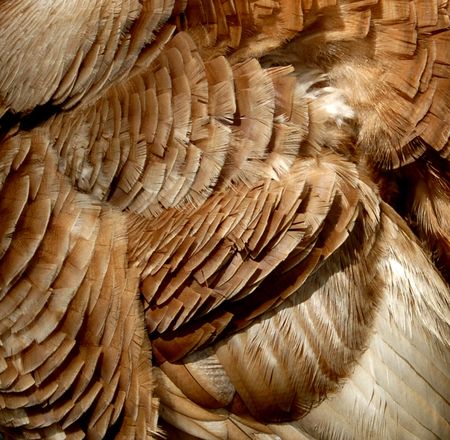 Turkey Feathers