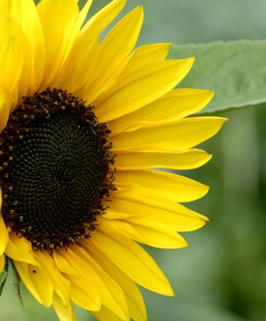 Sunflowerの写真素材
