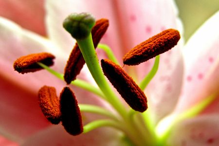 Floralの写真素材