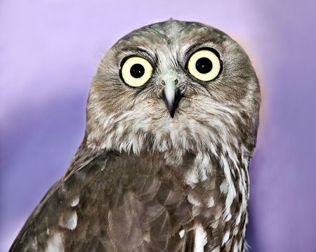 Barking Owlの写真素材