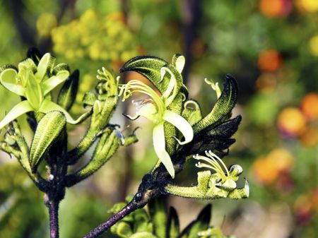 Kangaroo Paw Floralの写真素材