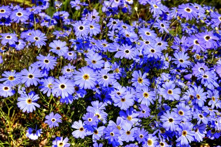 Spring flowers の写真素材