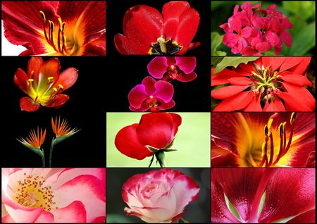 Red Flower Collage