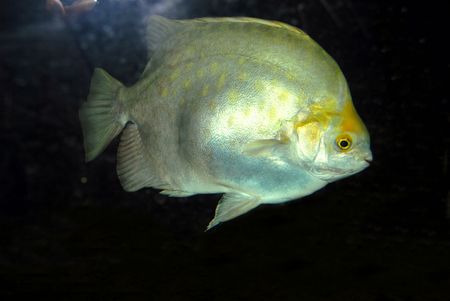 Yellow Fish