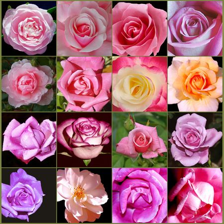 Pink Rose Collageの写真素材