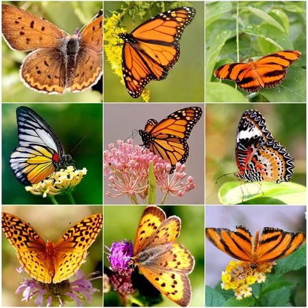 Butterfly Collageの写真素材