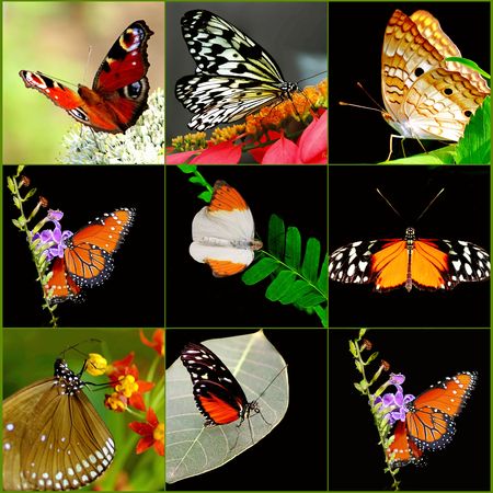 Butterfly Collageの写真素材
