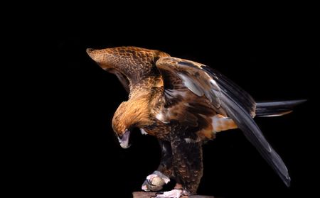 Brown Falconの写真素材